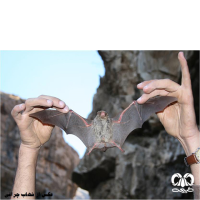 گونه خفاش لب‌ کوتاه Common Pipistrelle 